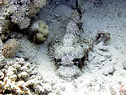 Picture 'Eg2_0_2371 Scorpionfish, Egypt'